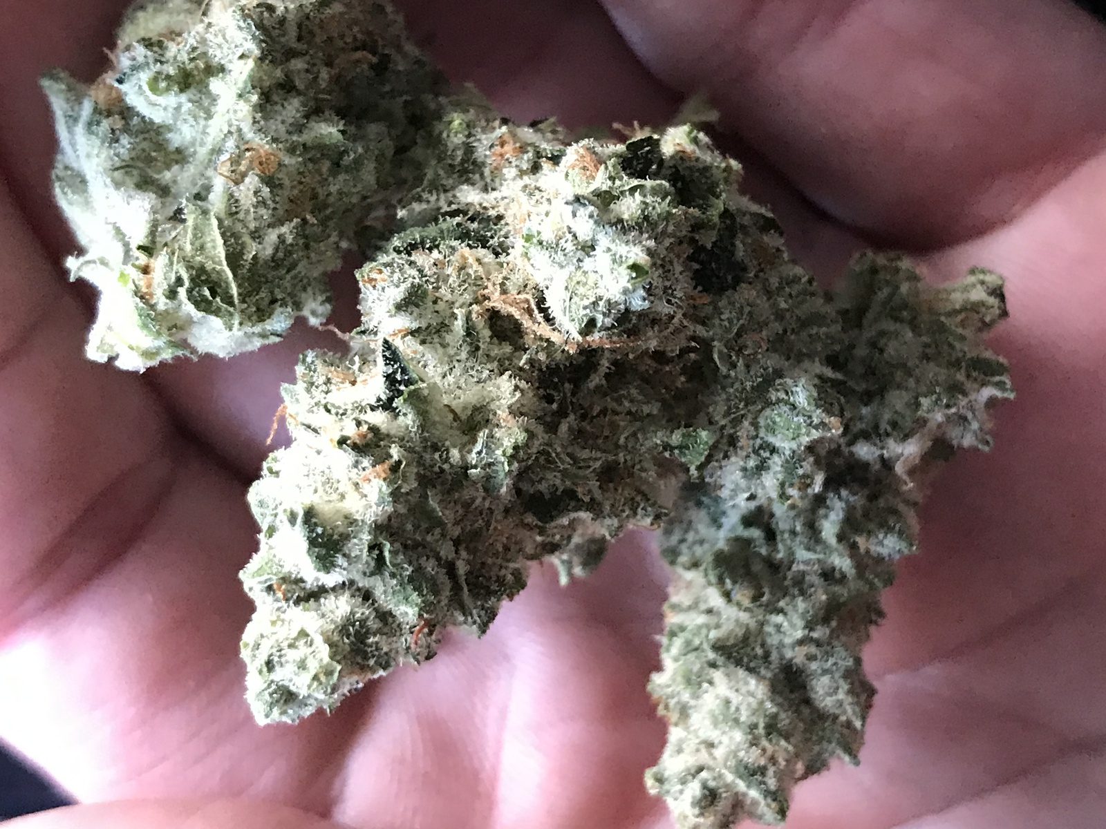 Member OG