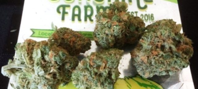 Mendo Blue Dream