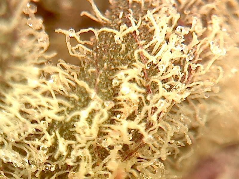 Mickey Kush
