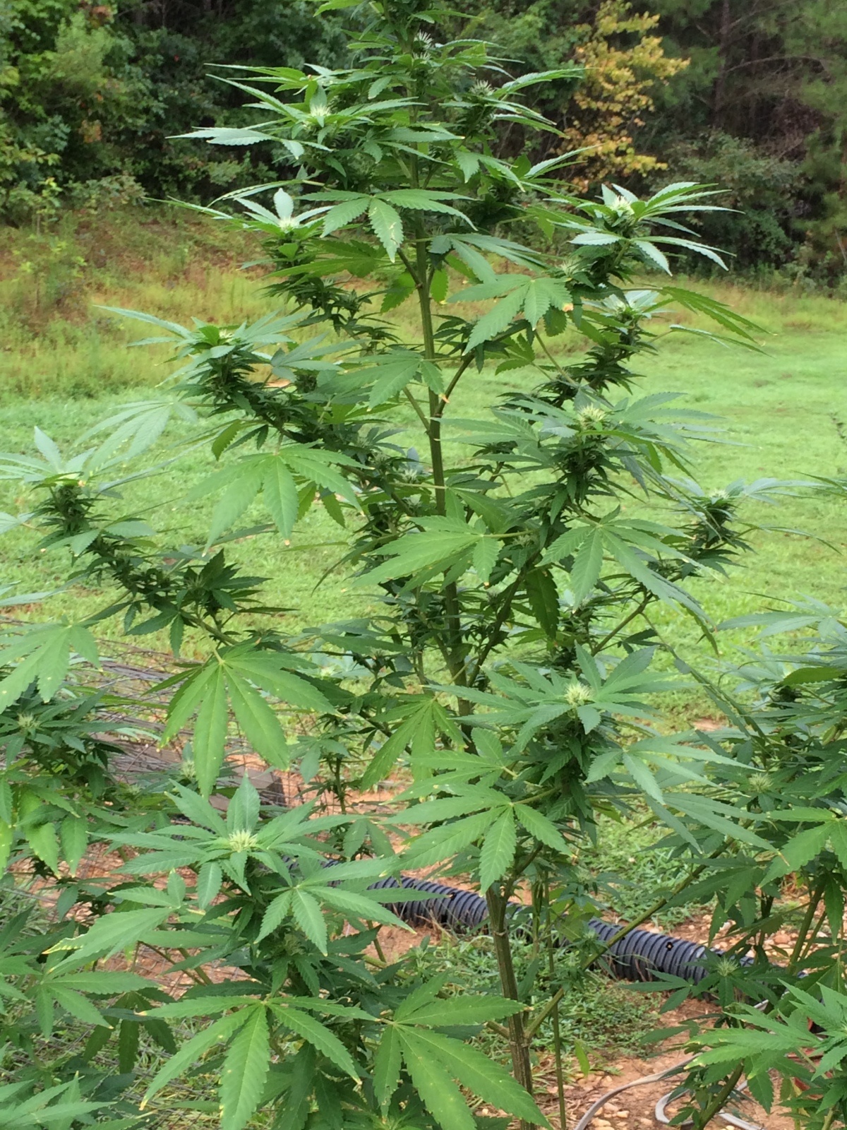 Misty Kush