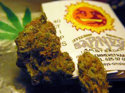 Morning Glory