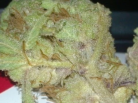 Mother of Berries
