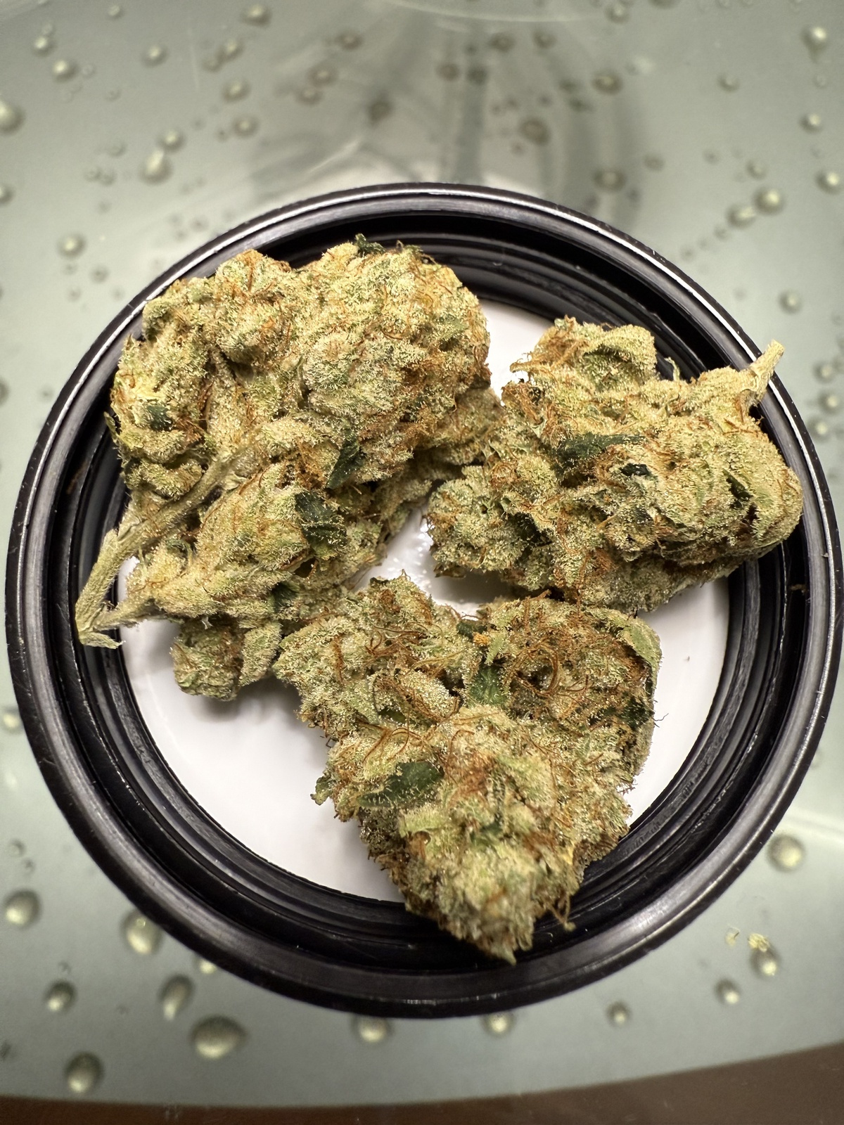 Motor Breath #15