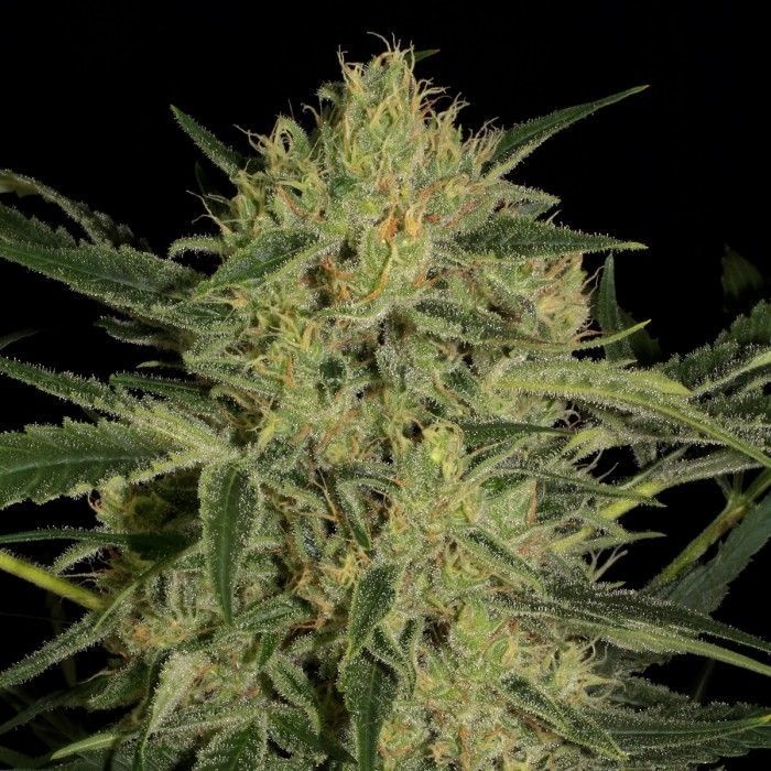 Nebula II CBD