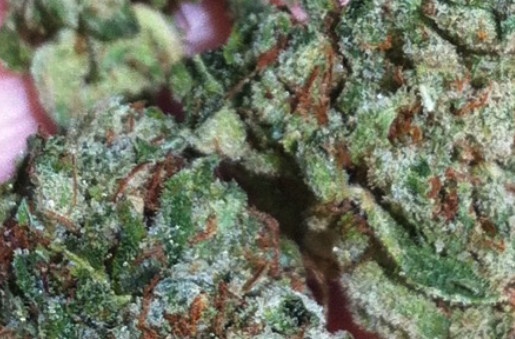 Neptune OG