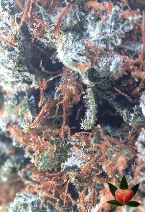 Neville's Haze