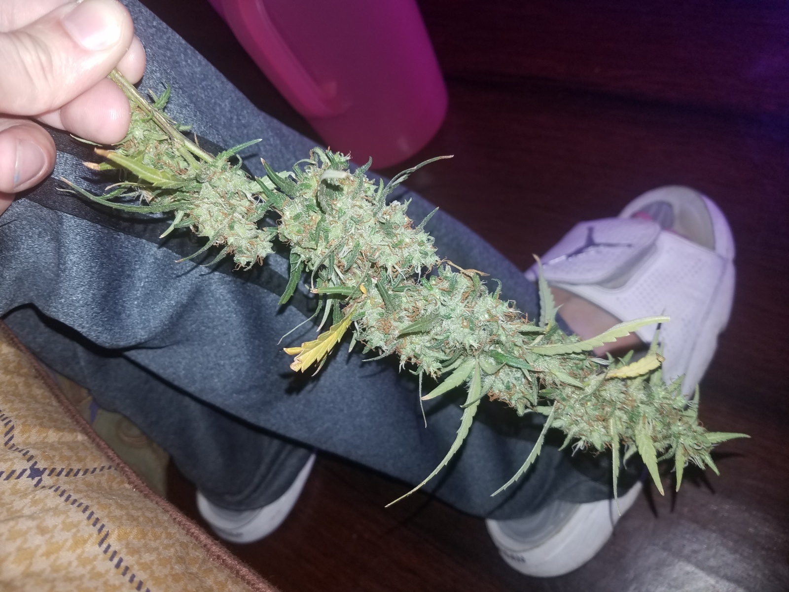 HEAVY HITTERS: NIGERIAN HAZE ROSIN ALL IN ONE 1G