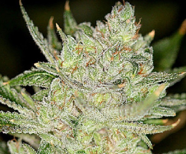 Night Fire OG