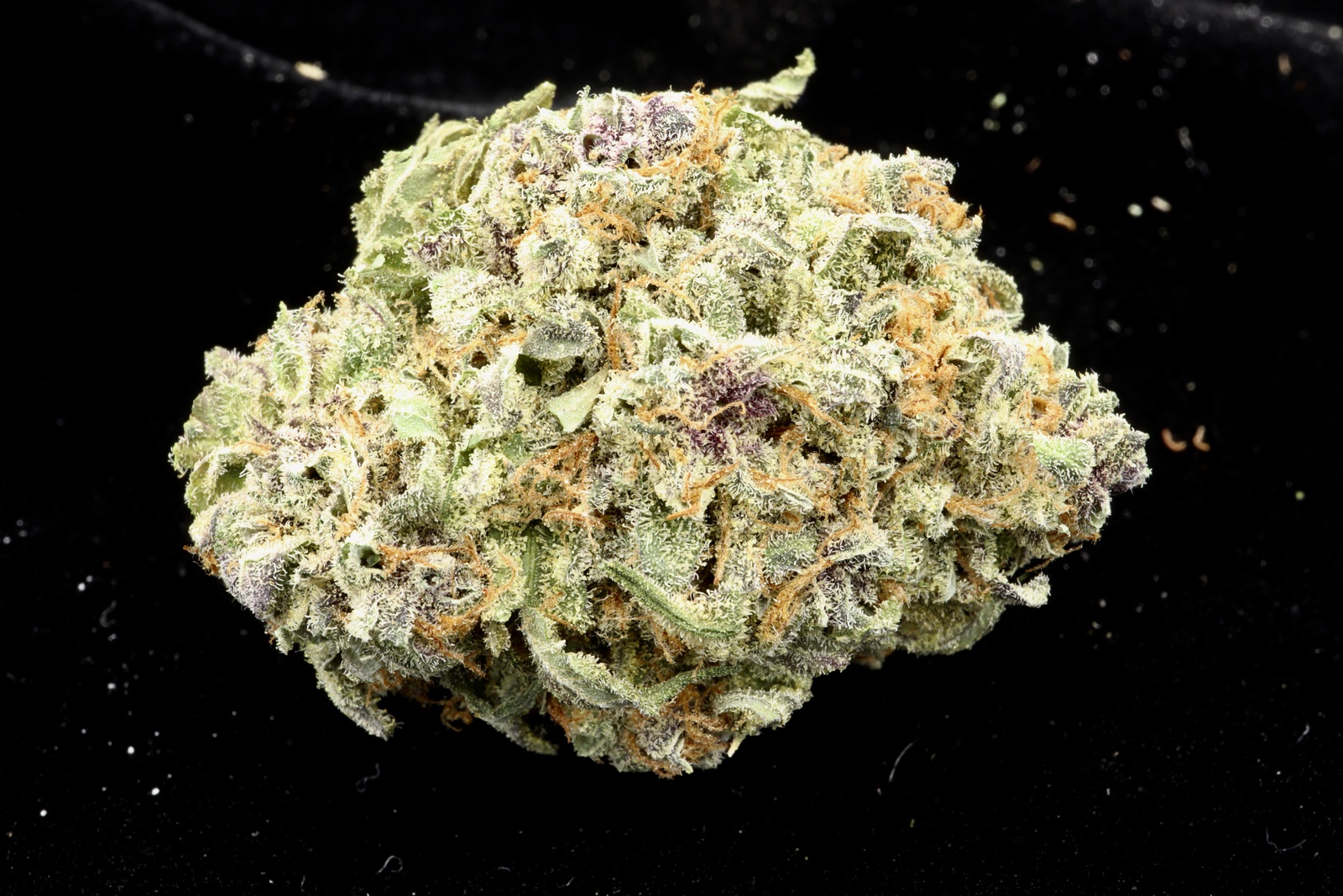 Night Nurse