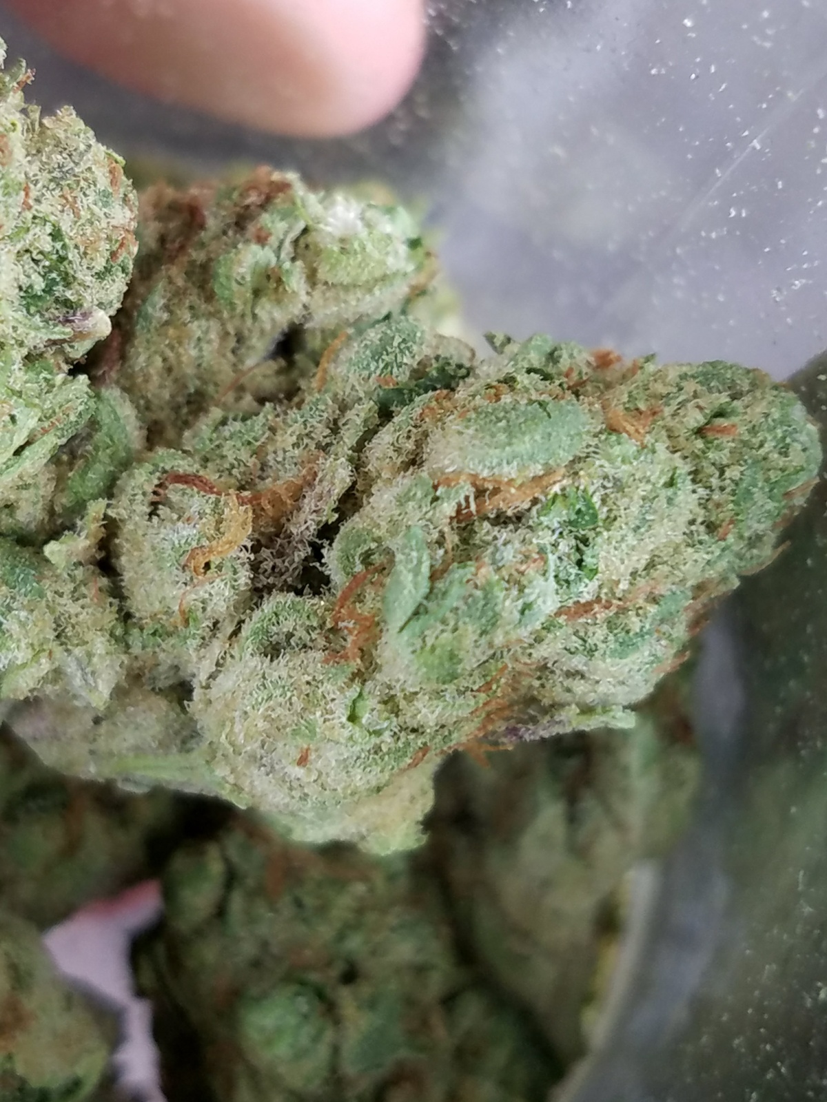 Night Terror OG