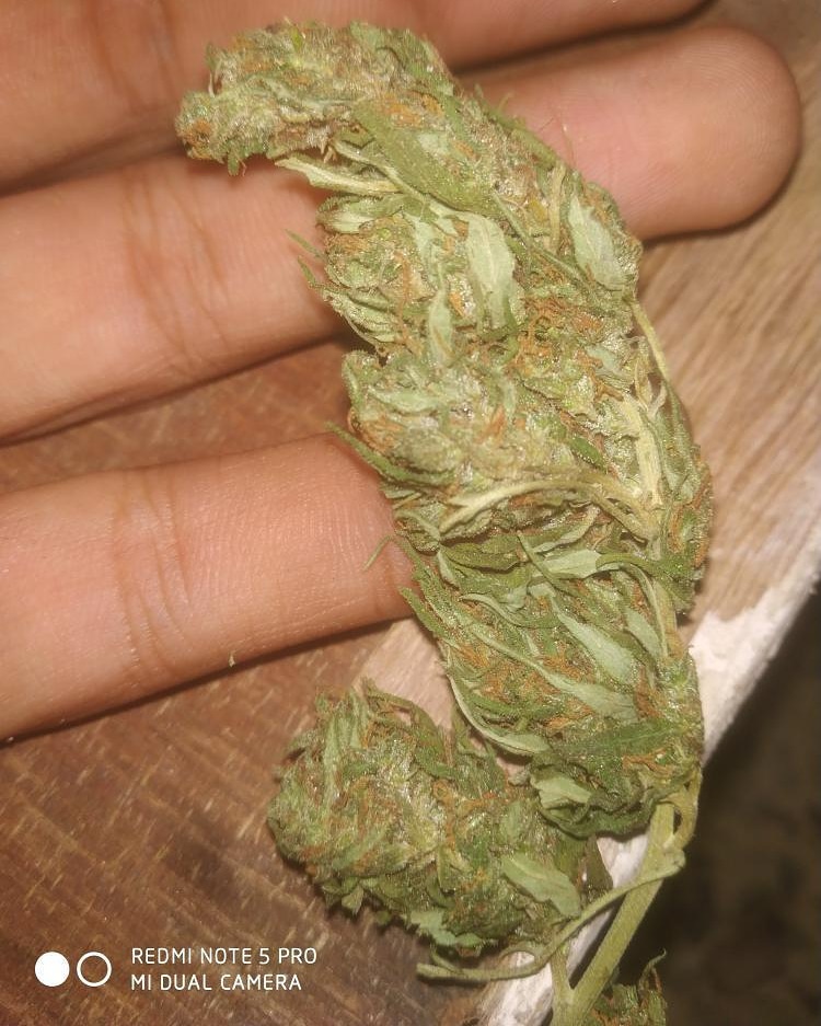 North Indian