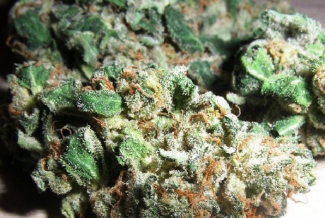 Northern Lights #5 X Haze