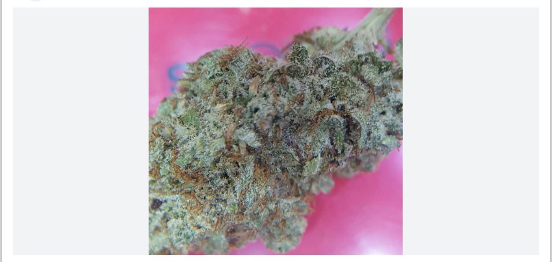 Northern Skunk