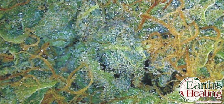 Northern Lights X Skunk