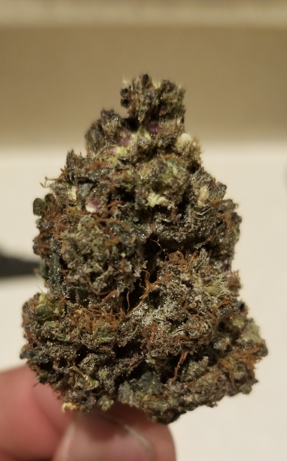 ny purple diesel