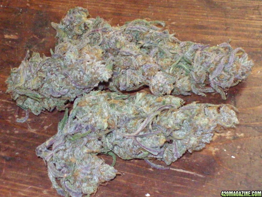 Oaxacan Querkle
