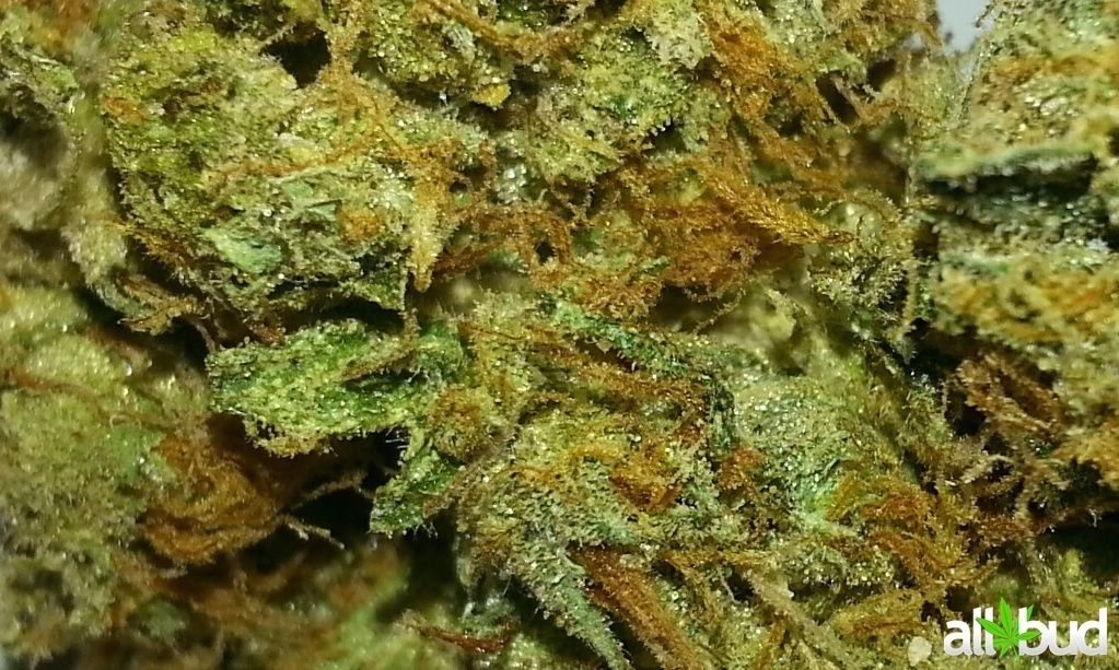 Obama OG