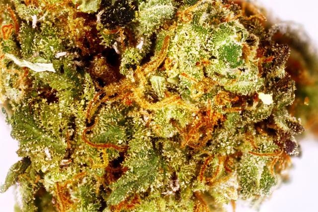 OC OG