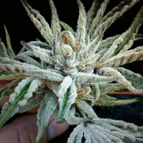 OG Buddha Tahoe