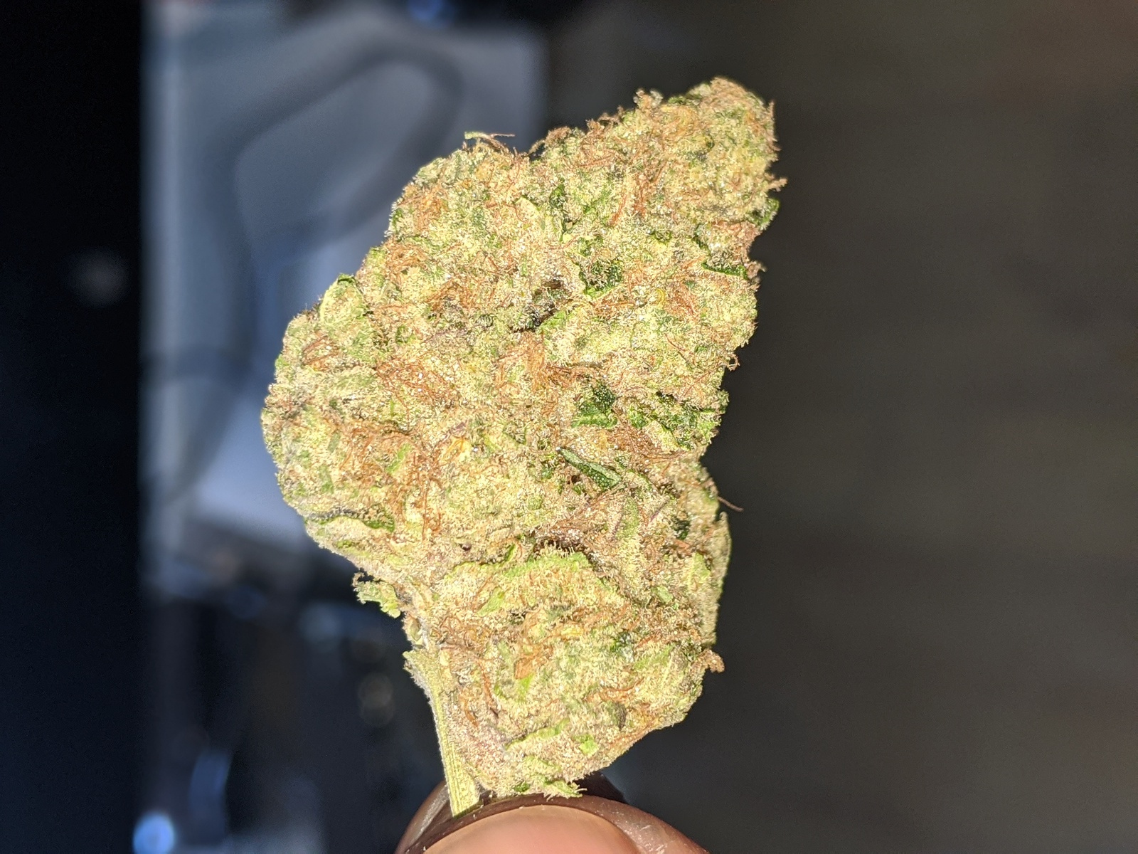 OG Shark