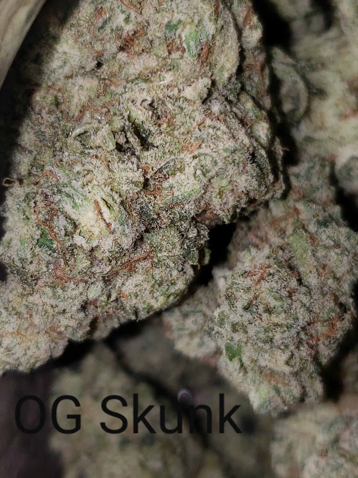 The OG Skunk
