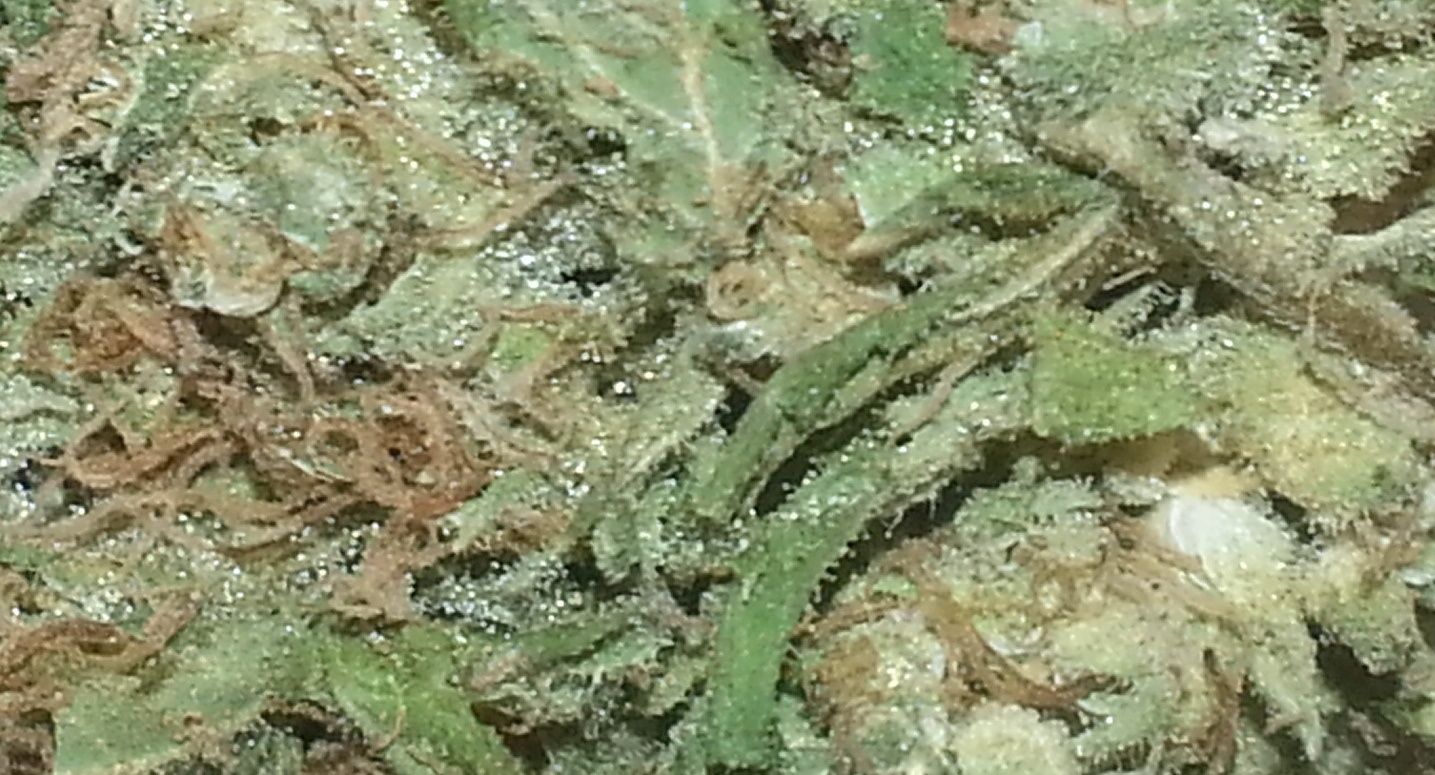 Opal Avalanche