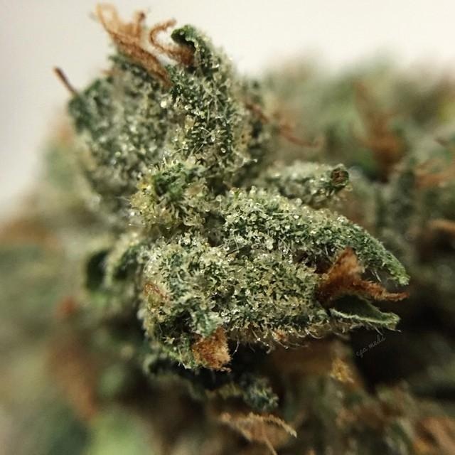 Opal OG Kush