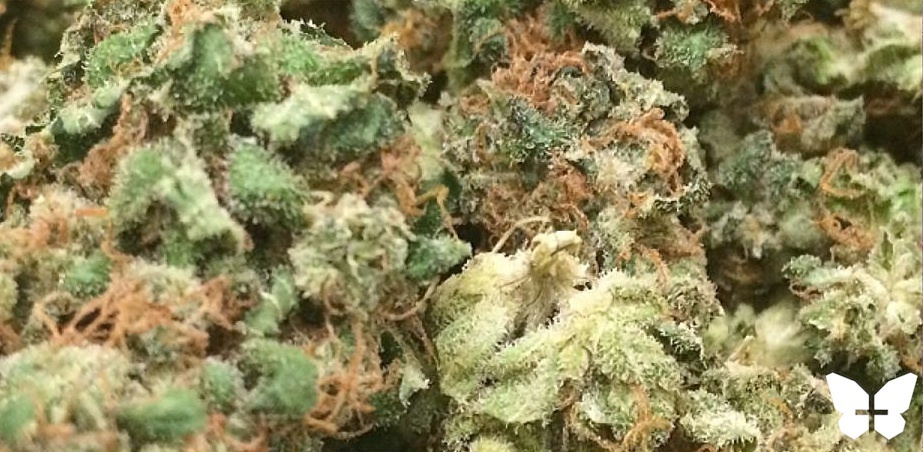 Orange Pineapple