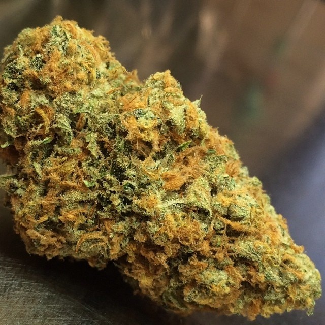 Orange Skunk