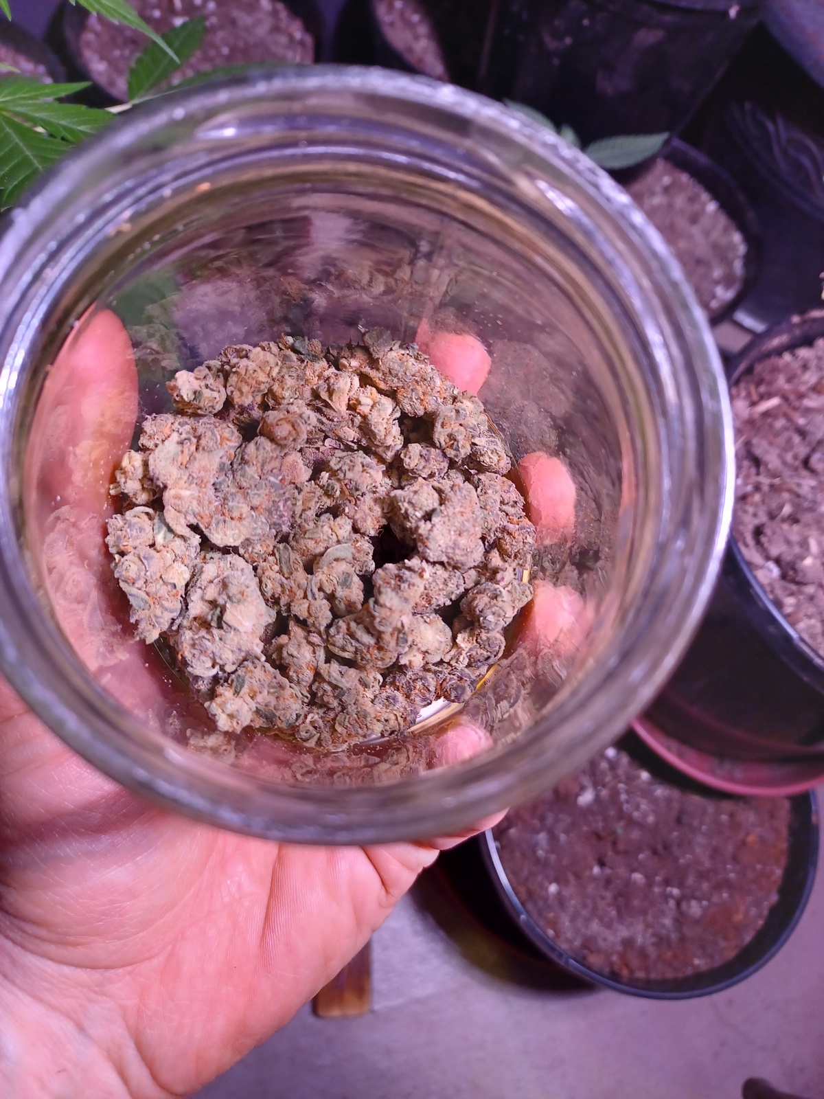 Oregon Silver Haze