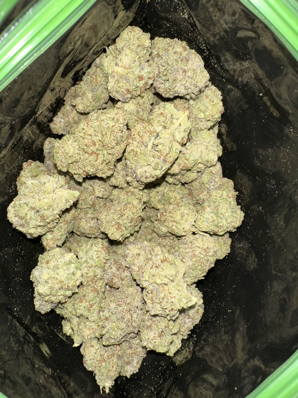 Oregon Skunk
