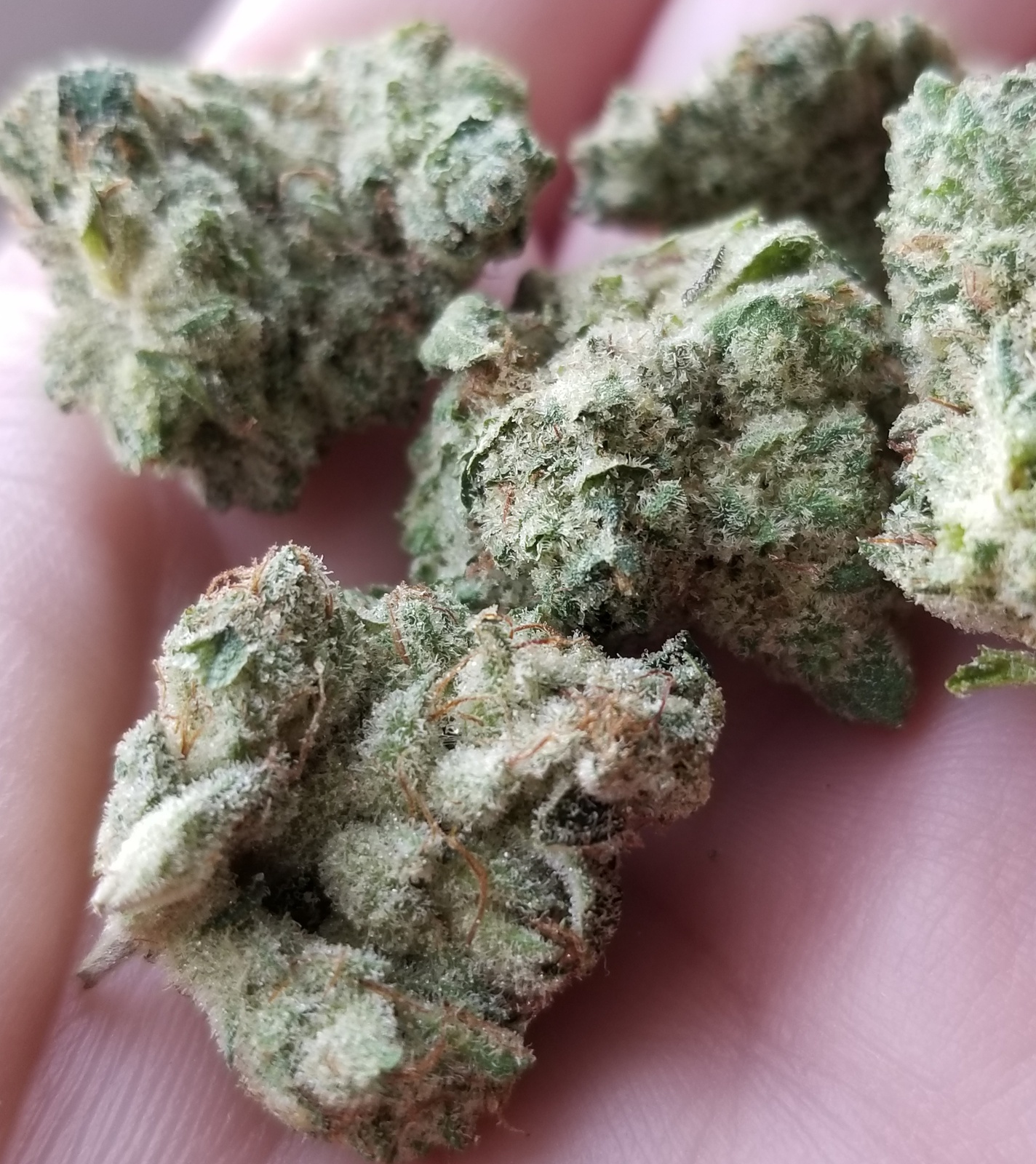 Original Glue (Gg#4)