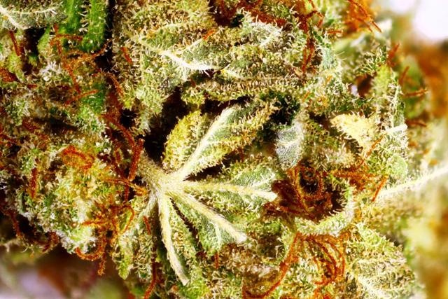 Original Haze