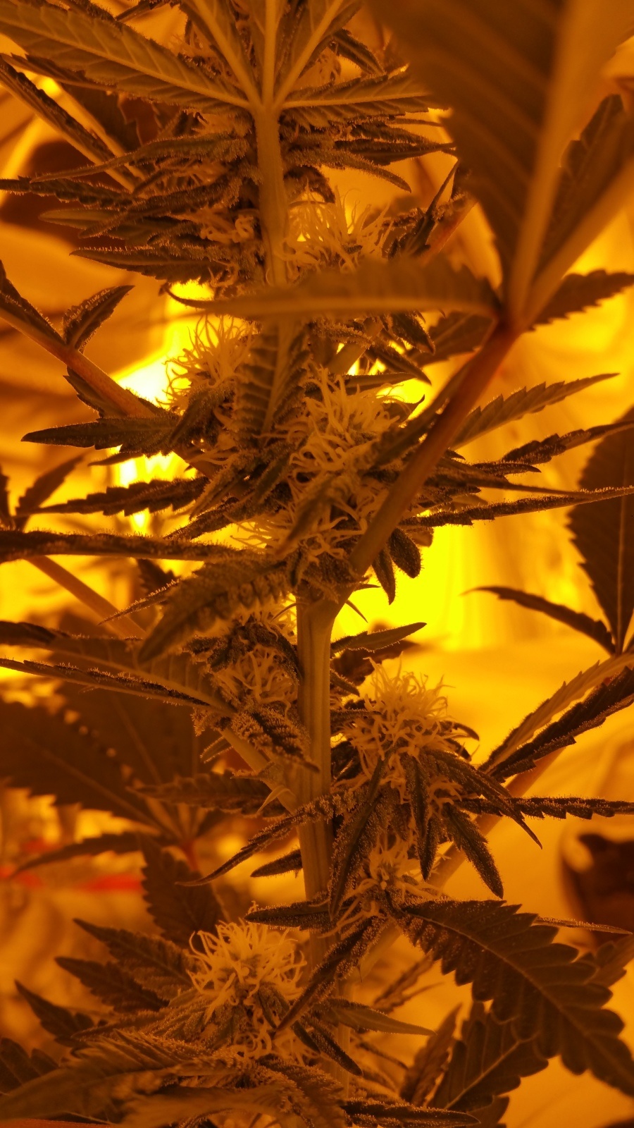Pakistan Valley Kush