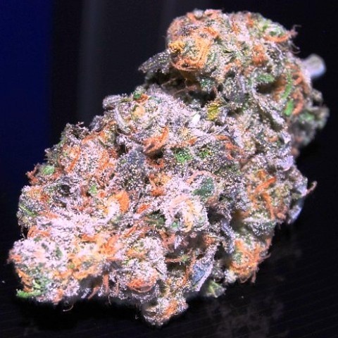 Papaya Dream
