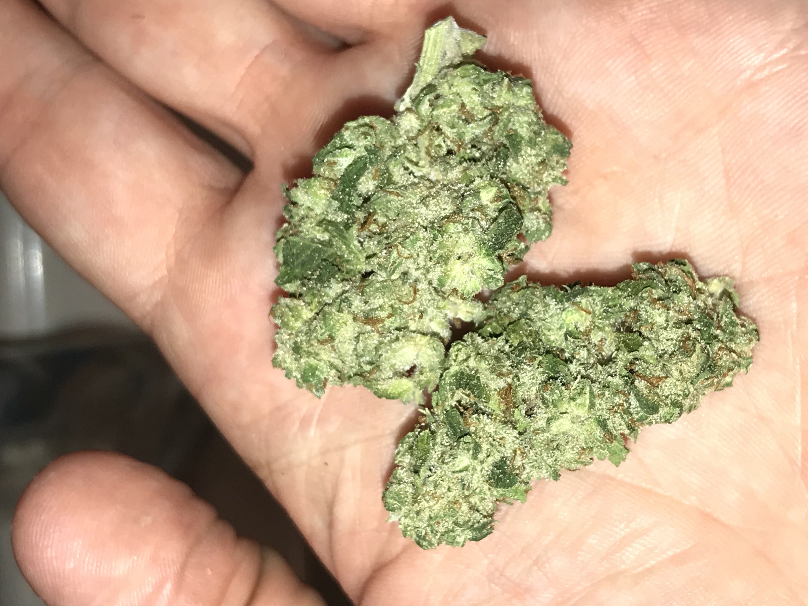 Paradise OG