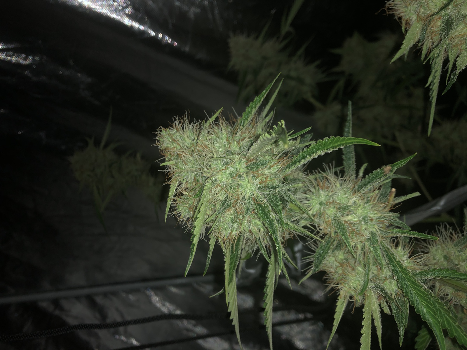 Peach OG