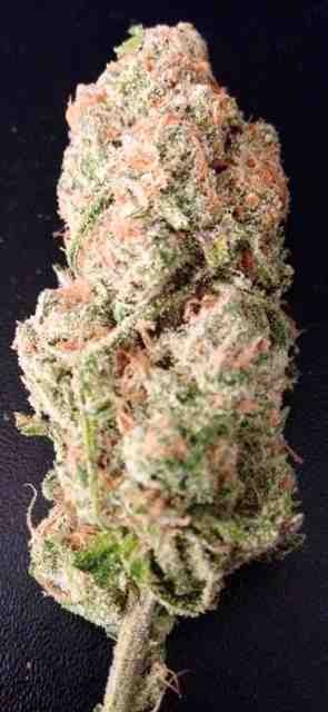 Pine Queen Dream