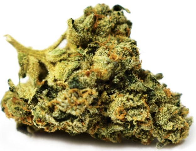 Pineapple Sage