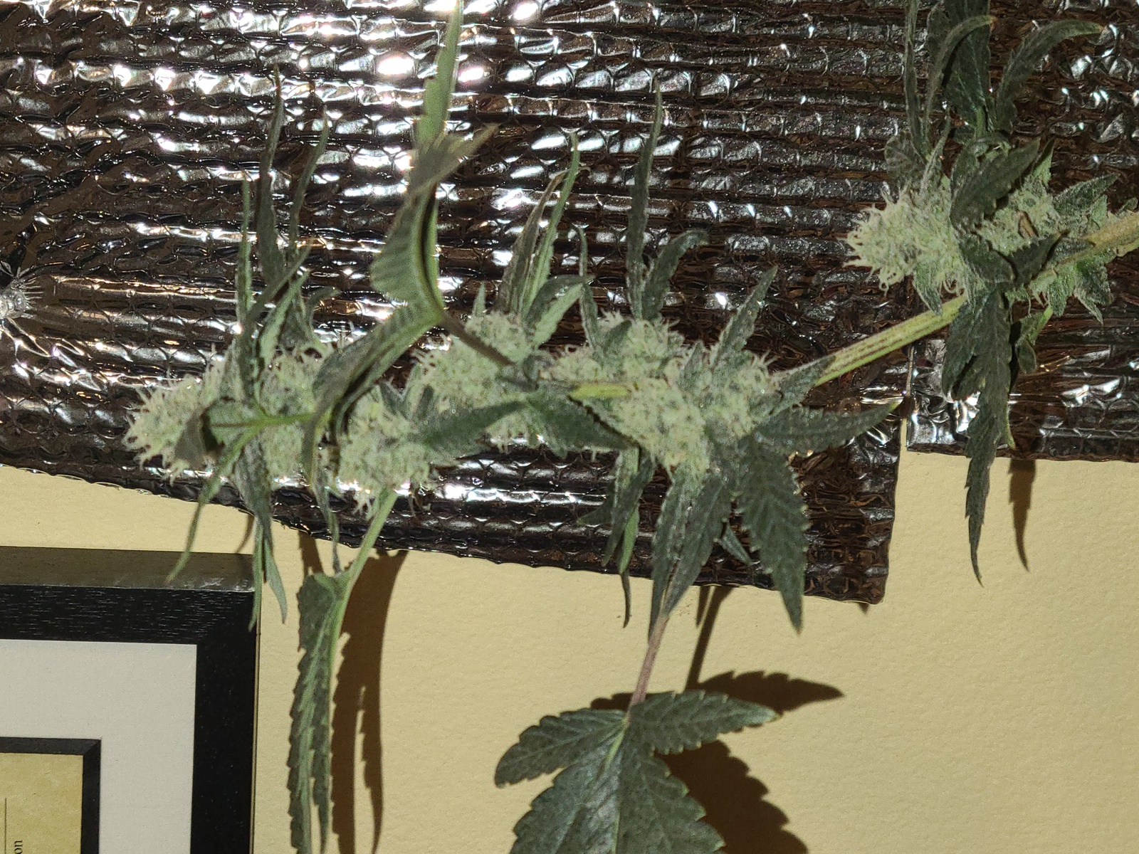 Pineapple Super Silver Haze
