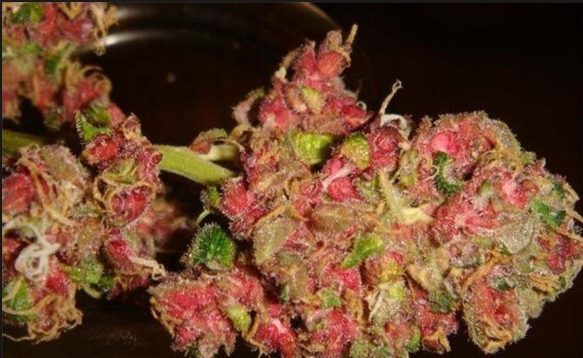 Pink Mango