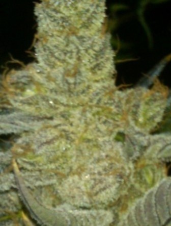 Platinum Banana OG