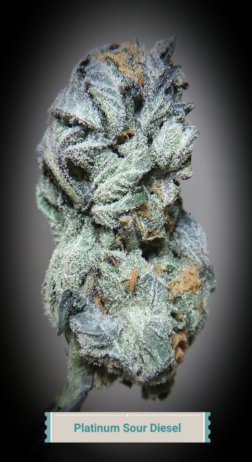 Platinum Sour Diesel