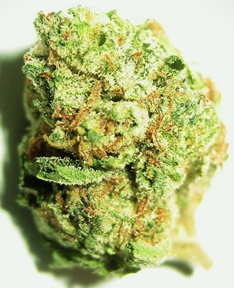 Popcorn Kush