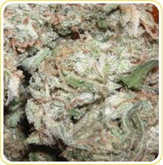 Pure Afghan