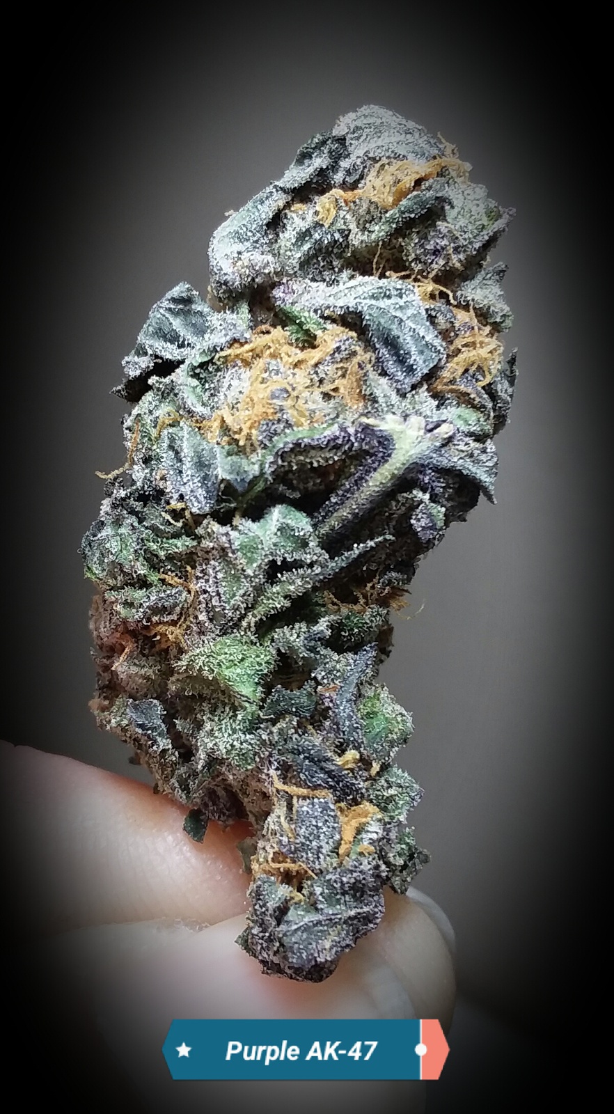 Purple AK-47