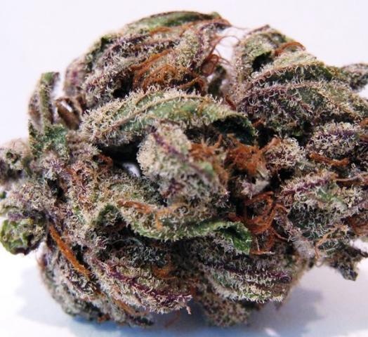Purple Aurora