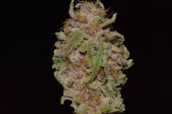 Purple Banana