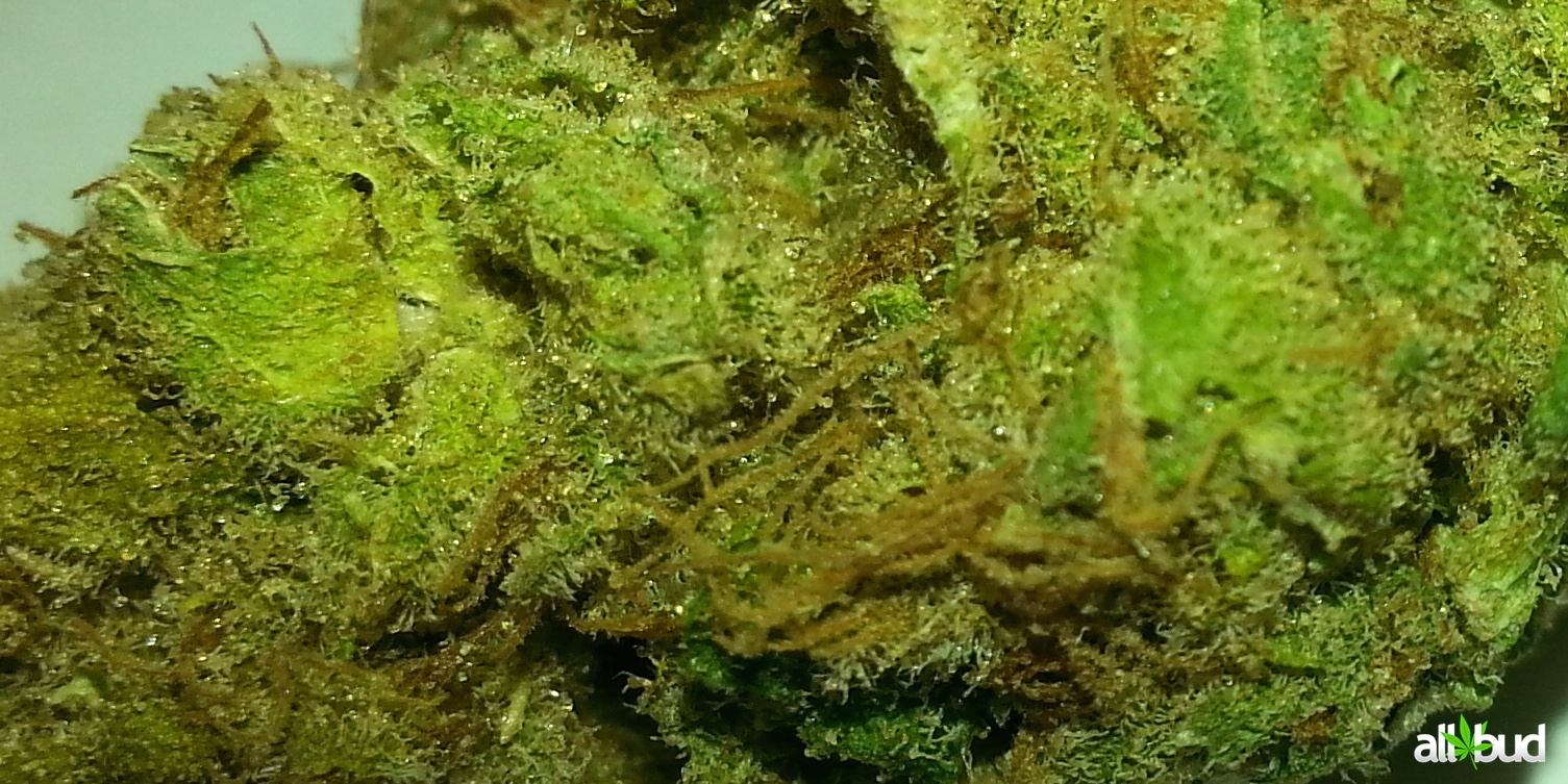 Purple Berry