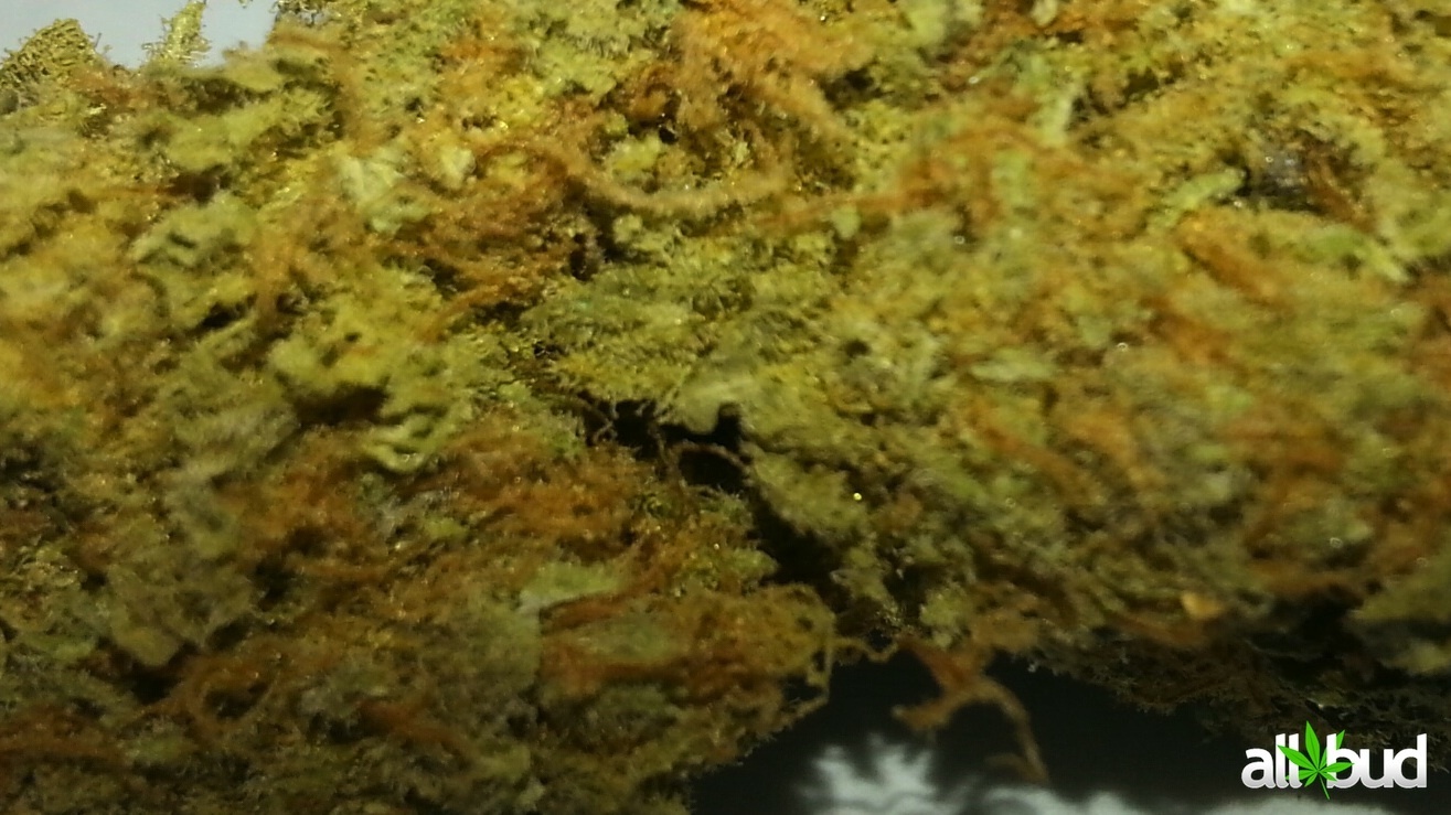 Purple Fire